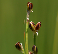 Juncus gerardii gerardii