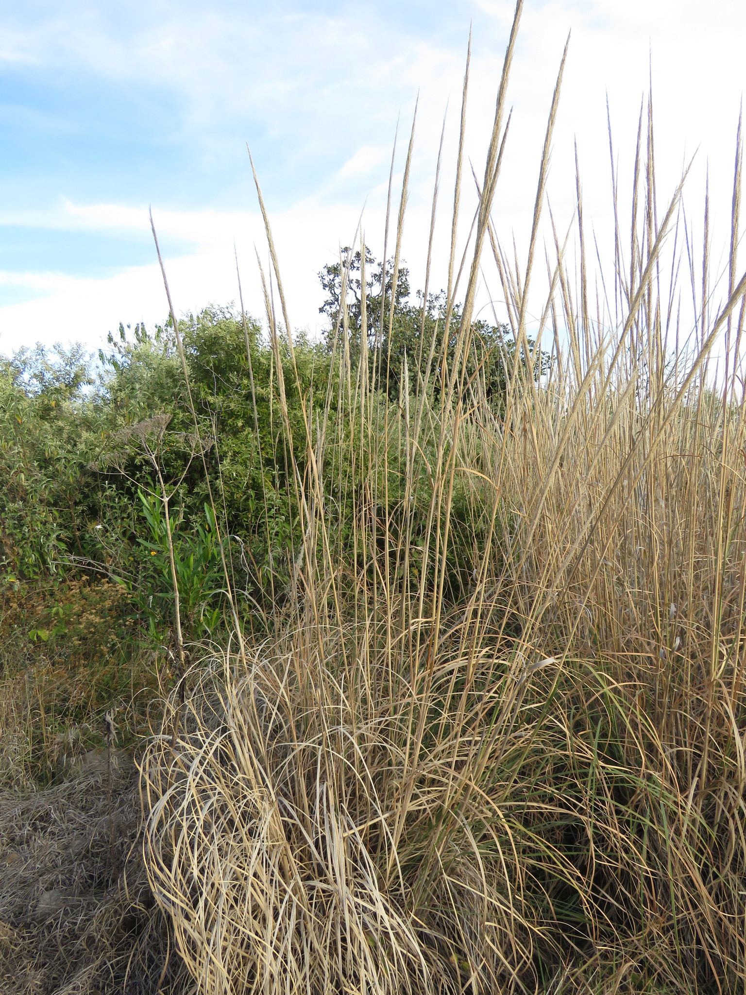 Muhlenbergia grandis