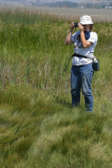 Juncus gerardii gerardii