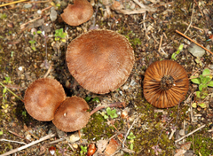 Inocybe lacera