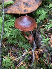 Cortinarius birkebakii