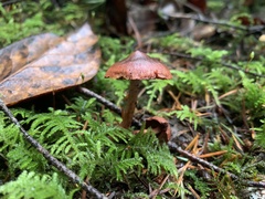 Cortinarius birkebakii