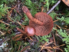 Cortinarius birkebakii