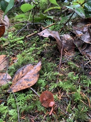 Cortinarius birkebakii
