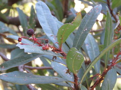 Comarostaphylis glaucescens