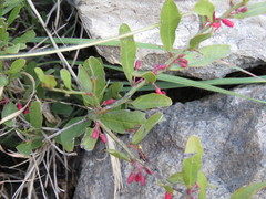 Ximenia parviflora