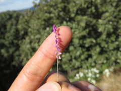 Polygala berlandieri