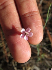 Bidens rostrata