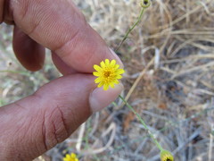 Oxypappus scaber
