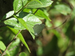 Celastrina echo gozora