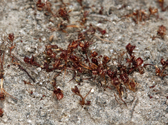 Juncus hemiendytus abjectus