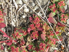 Euphorbia densiflora