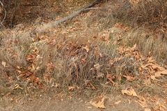 Senecio angustifolius