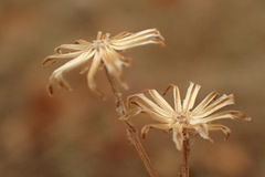 Senecio angustifolius