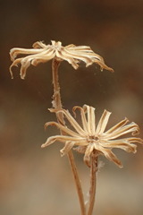 Senecio angustifolius