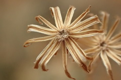 Senecio angustifolius