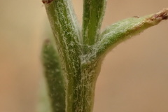Senecio angustifolius