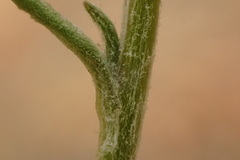 Senecio angustifolius