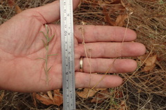 Senecio angustifolius