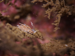 Rubramoena rubescens