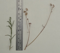 Senecio angustifolius