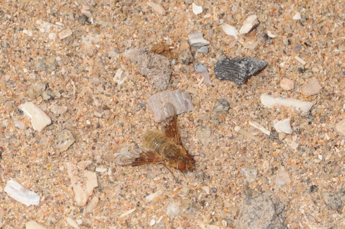 Thyridanthrax semitristis