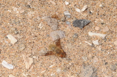 Thyridanthrax semitristis