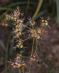 Juncus howellii
