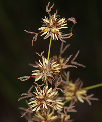 Juncus howellii