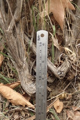 Senecio angustifolius