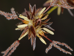 Juncus howellii