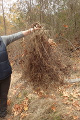 Senecio angustifolius