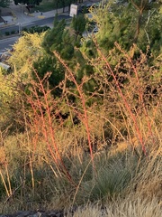 Puya coerulea