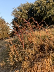 Puya coerulea