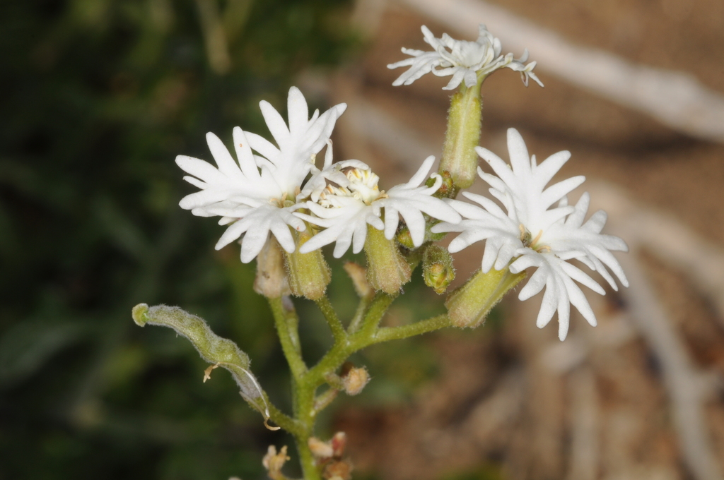 Schizopetalon biseriatum