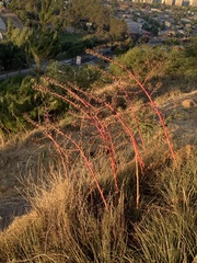 Puya coerulea