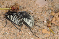 Gyriosomus planicollis