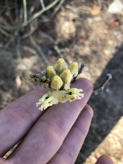 Asclepias subulata