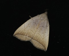 Simplicia armatalis