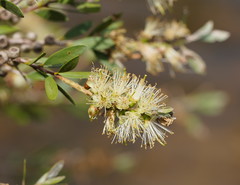 Melaleuca paludicola
