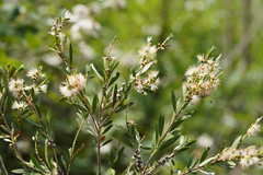 Melaleuca paludicola
