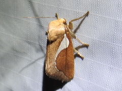 Prolimacodes trigona