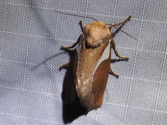 Prolimacodes trigona
