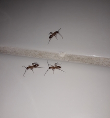 Camponotus