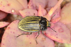 Geoborus rugipennis