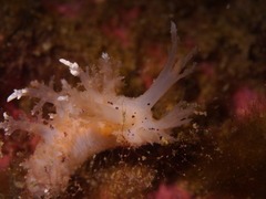 Dendronotus
