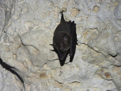 Peropteryx macrotis