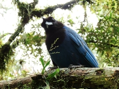 Cyanocorax caeruleus