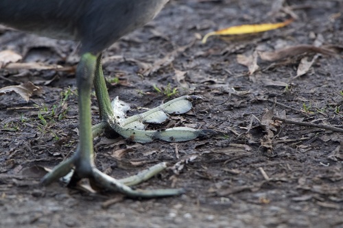 American Coot photographed in California