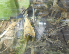 Glaucocharis auriscriptella